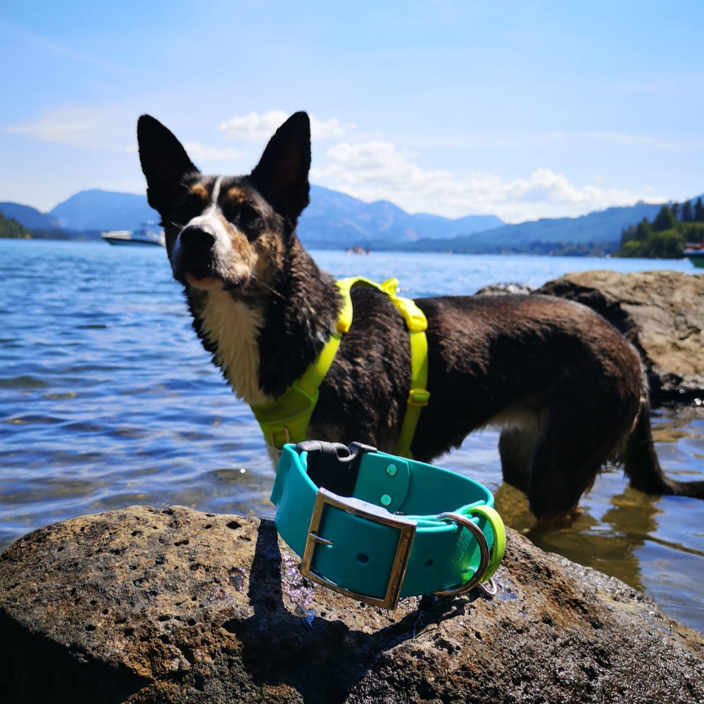 Teal with lime green accent (strap)