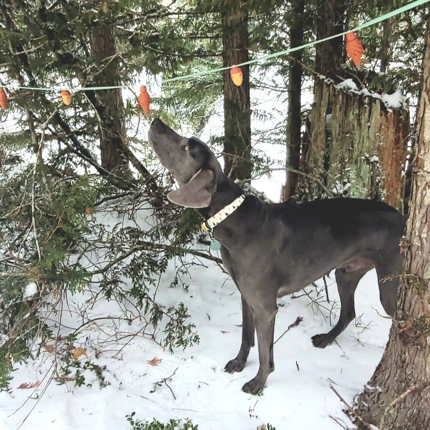 Woodland Magnetic Aerial Sniff Line