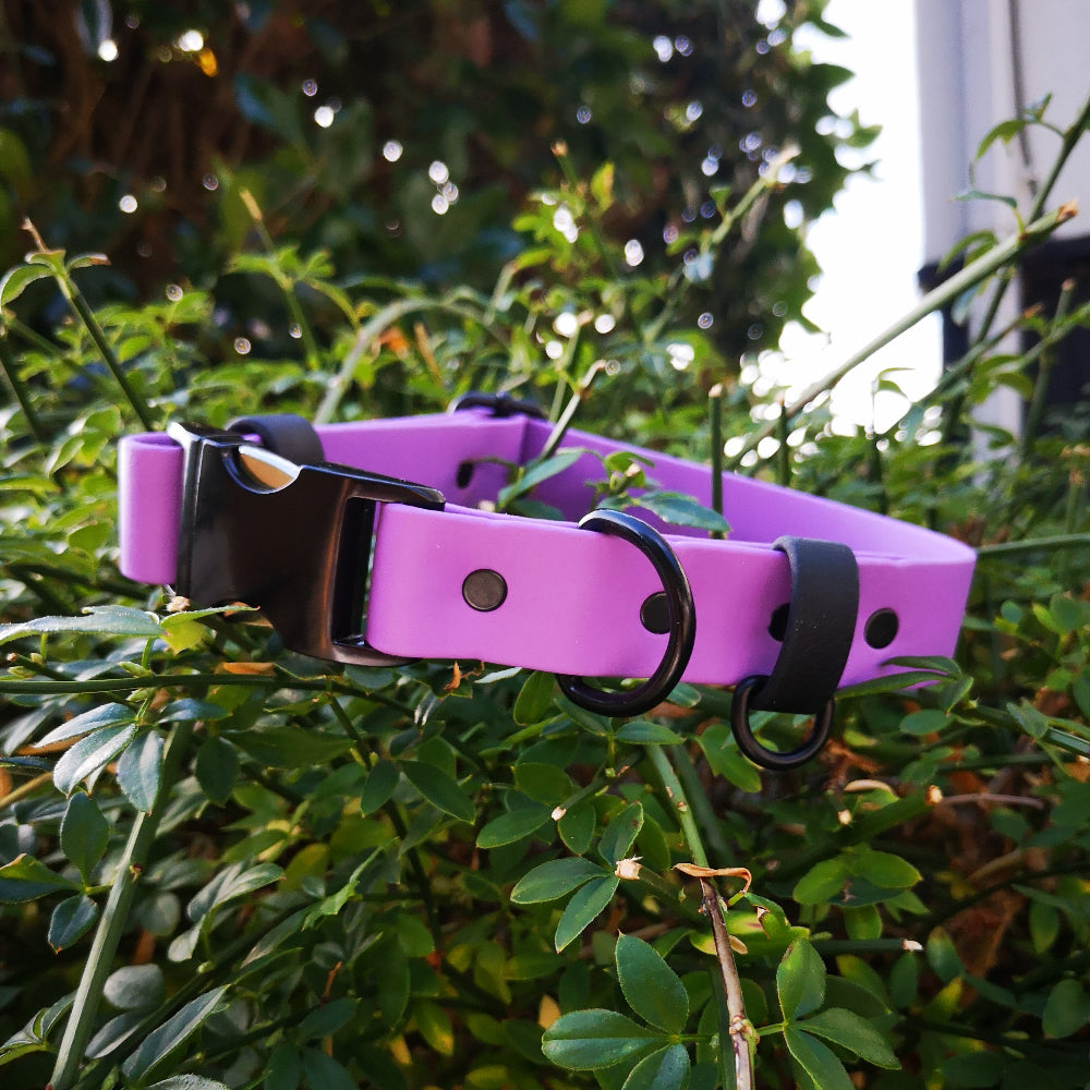 Amethyst and black accents in full sunlight