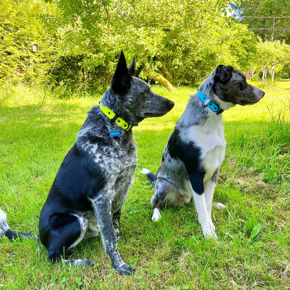 Neon yellow and sky blue collars