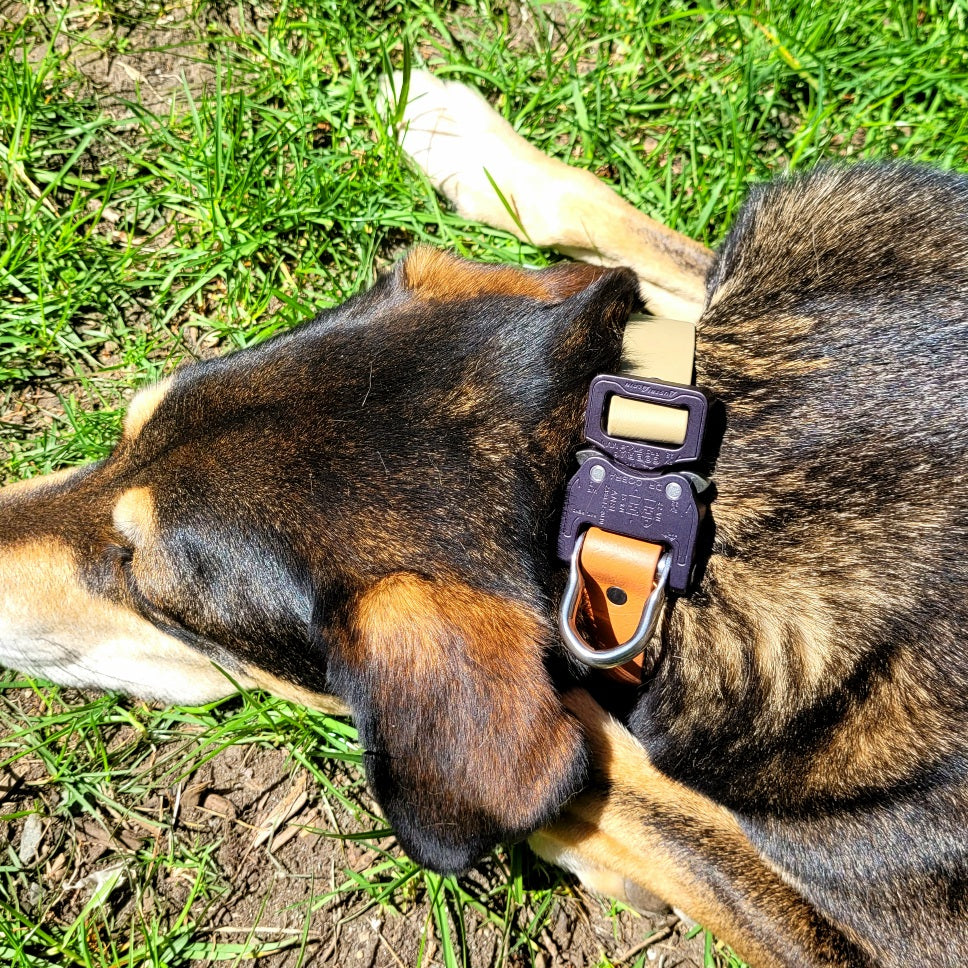 Chewy, 80lb mix, wearing Sahara tan and brown light tan collar