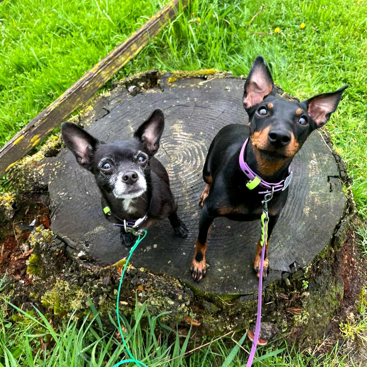 Chihuahua on the left in purple and lime, Manchester terrier on the right in amethyst & lime with matching 3/8" wide leash