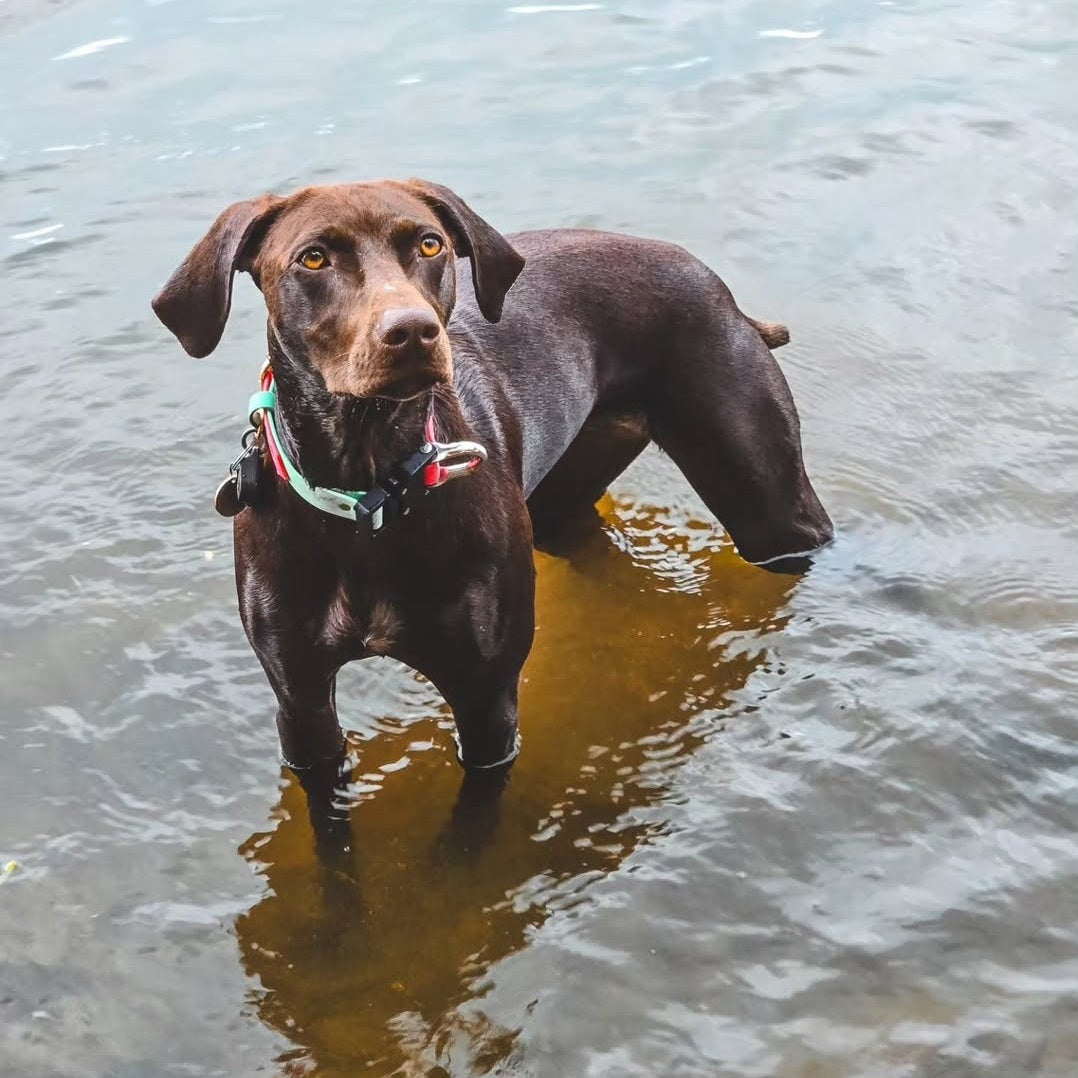 Sea foam & magenta pink on Olive, a GSP x Vizsla mix, approx 40lbs