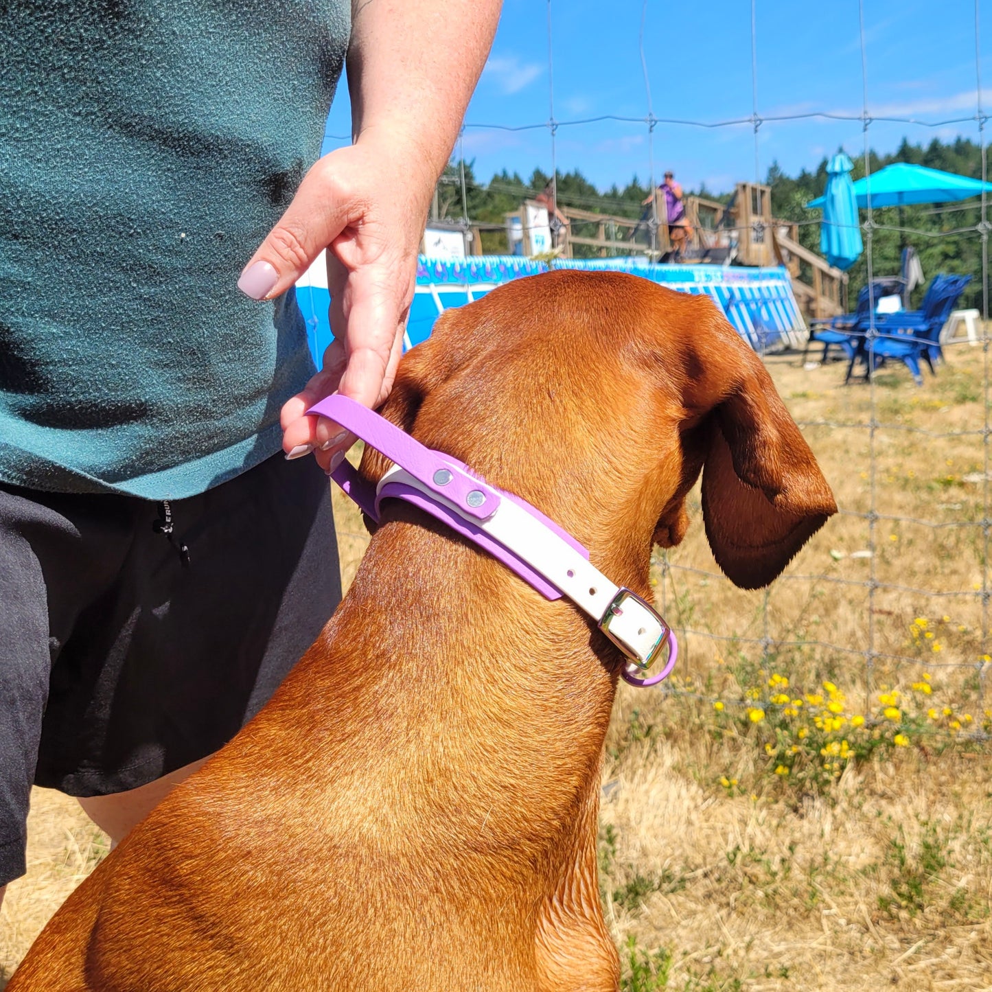 Amethyst and white, size small, shown on a vizsla size 14 neck, 45lbs