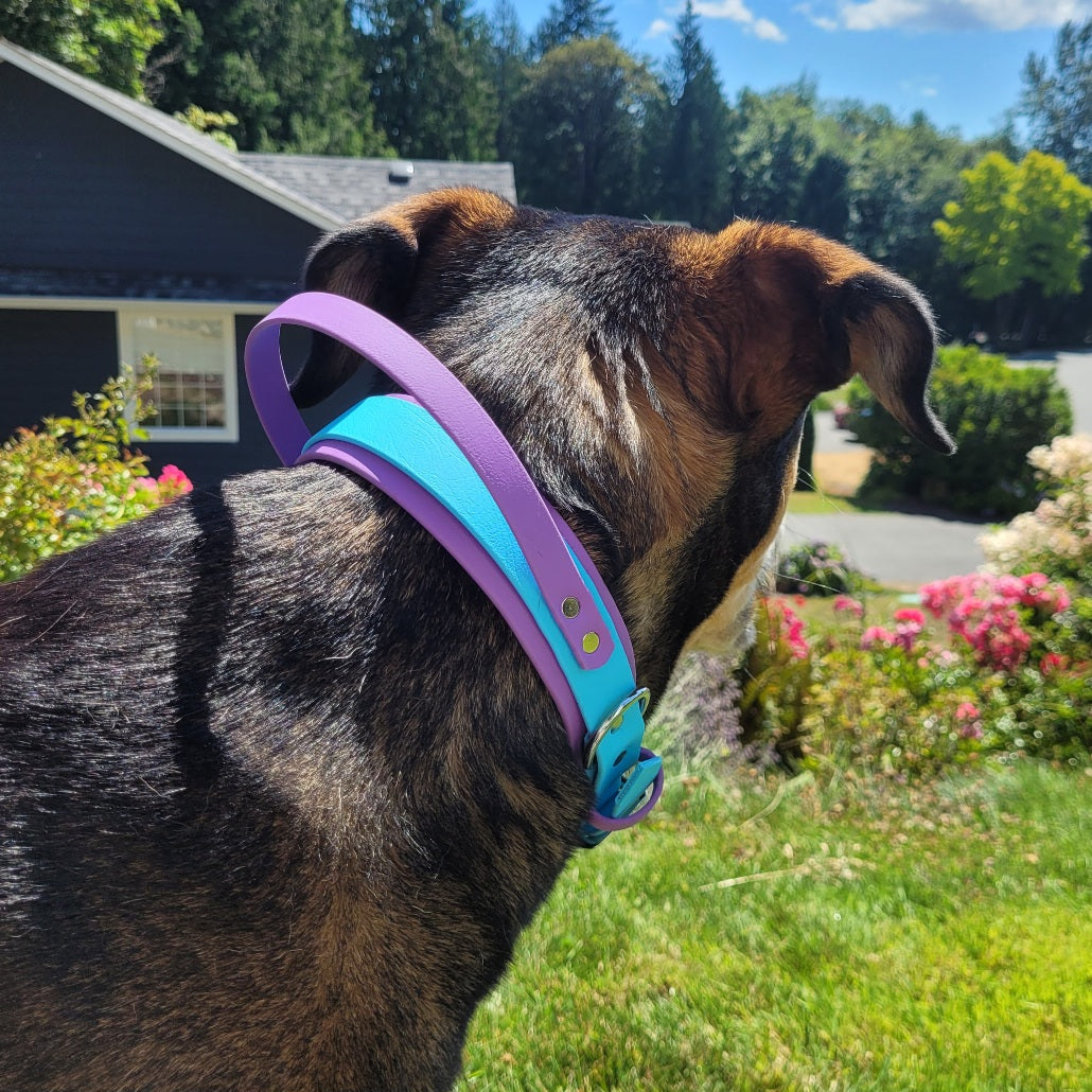Amethyst (Wide colour) & Sky blue (front colour) in size medium. Dog has a 18" neck, and weighs 80lbs