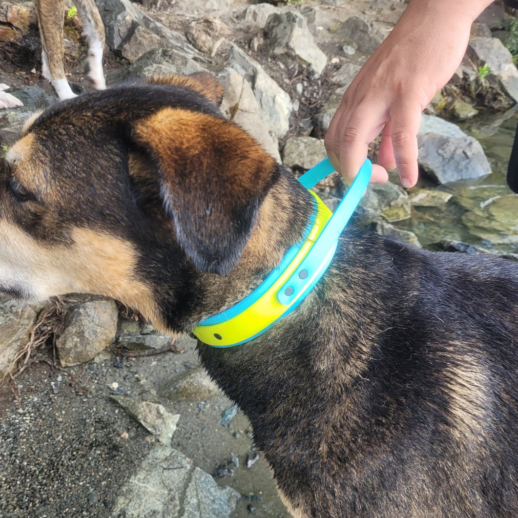 Sky blue (Wide colour) & neon yellow (front colour) in size medium. Dog has a 18" necks, and weighs 80lbs