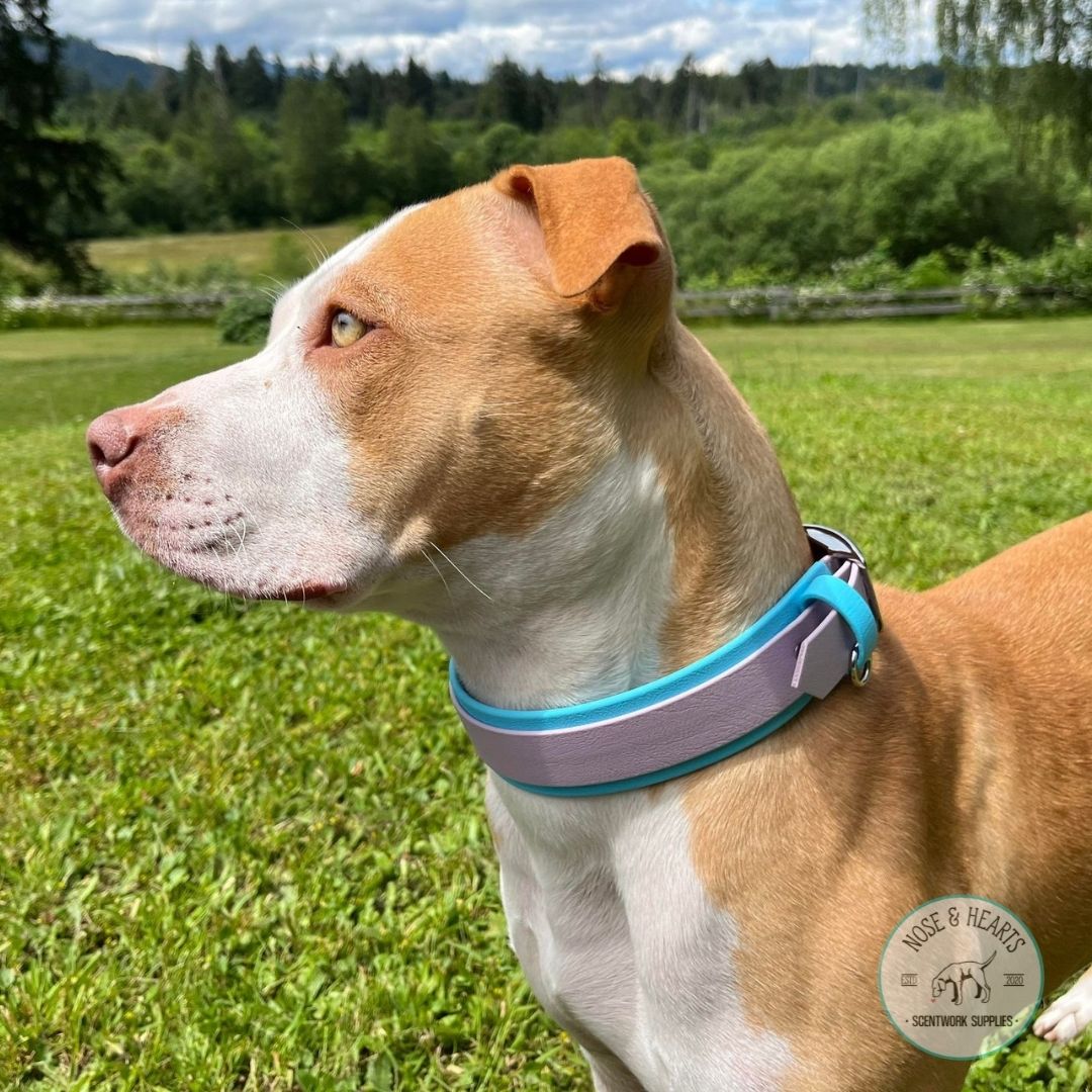 Sky blue wider colour with lavender 1" front colour. Model is a Pit Bull Terrier.