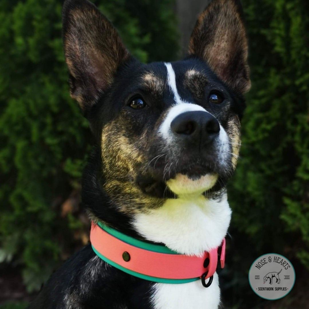 Teal wider colour with coral pink 1" front colour. Model is a 55lb shepherd mix.