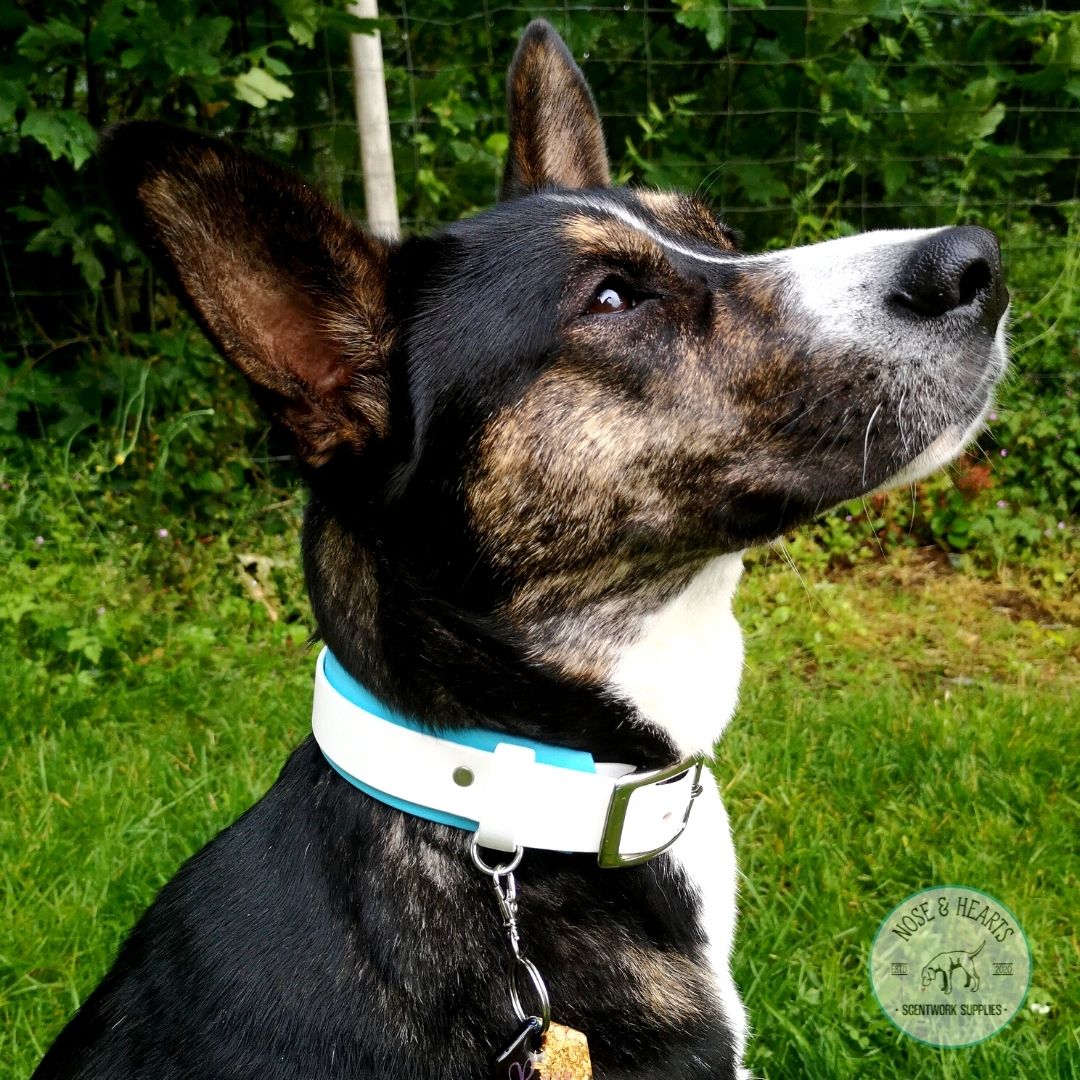 Sky blue wider colour with white 1" front colour. Model is 55lb shepherd mix.