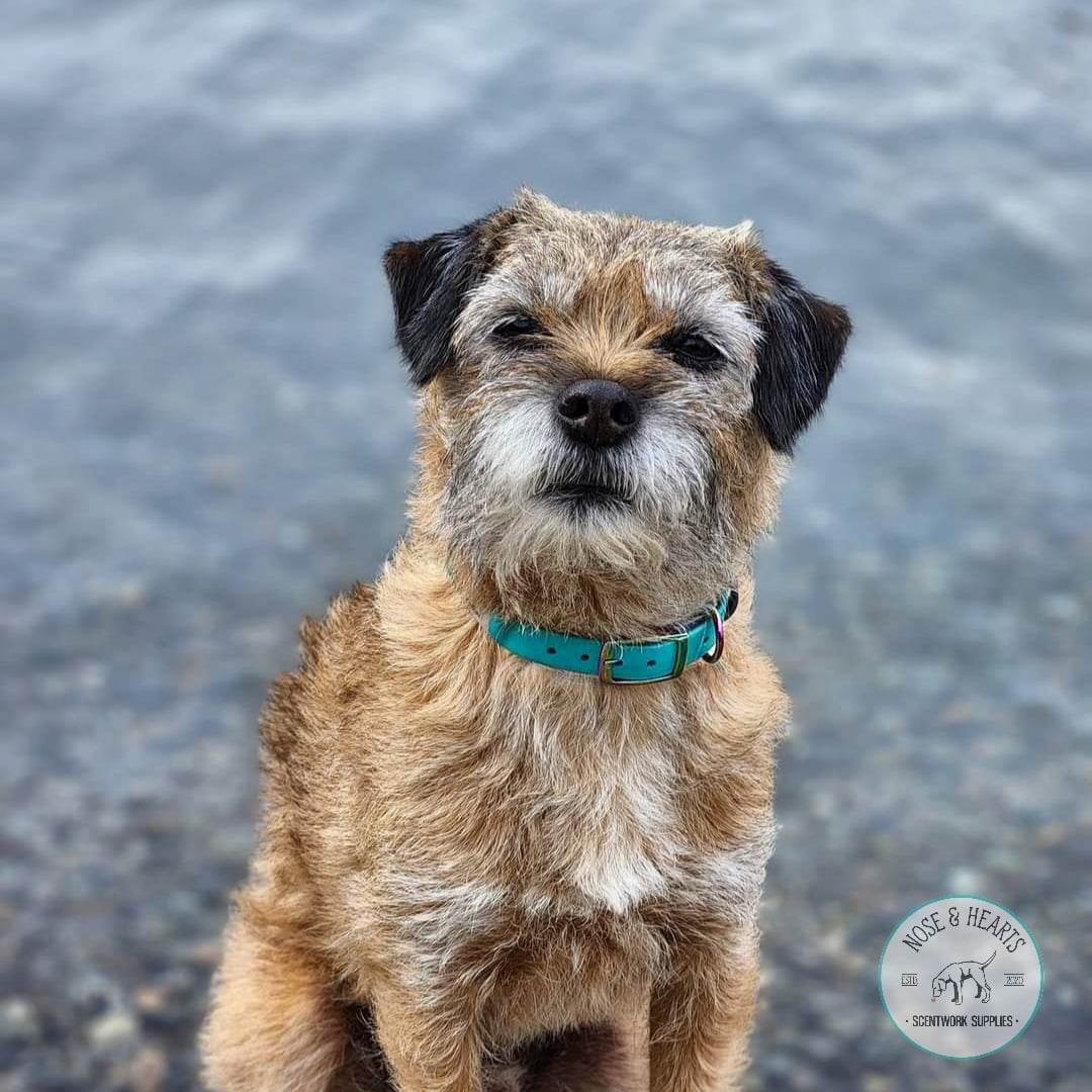 Benson, a 15lb border terrier wearing a 5/8" wide metal pin collar.
