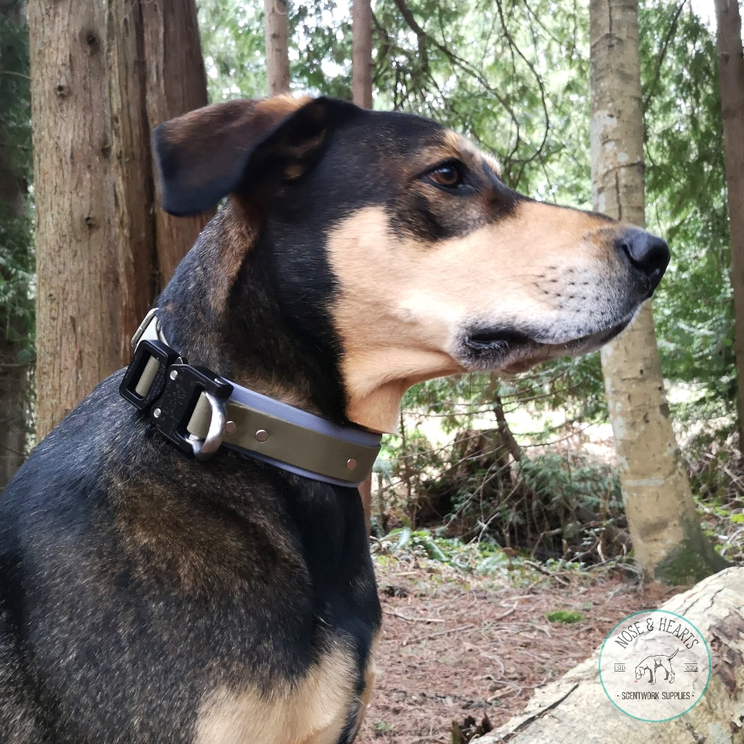 Grey wider colour with Olive 1" front colour. Model is an 80lb Doberman mix.