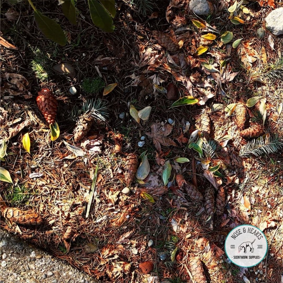 Can you find it?