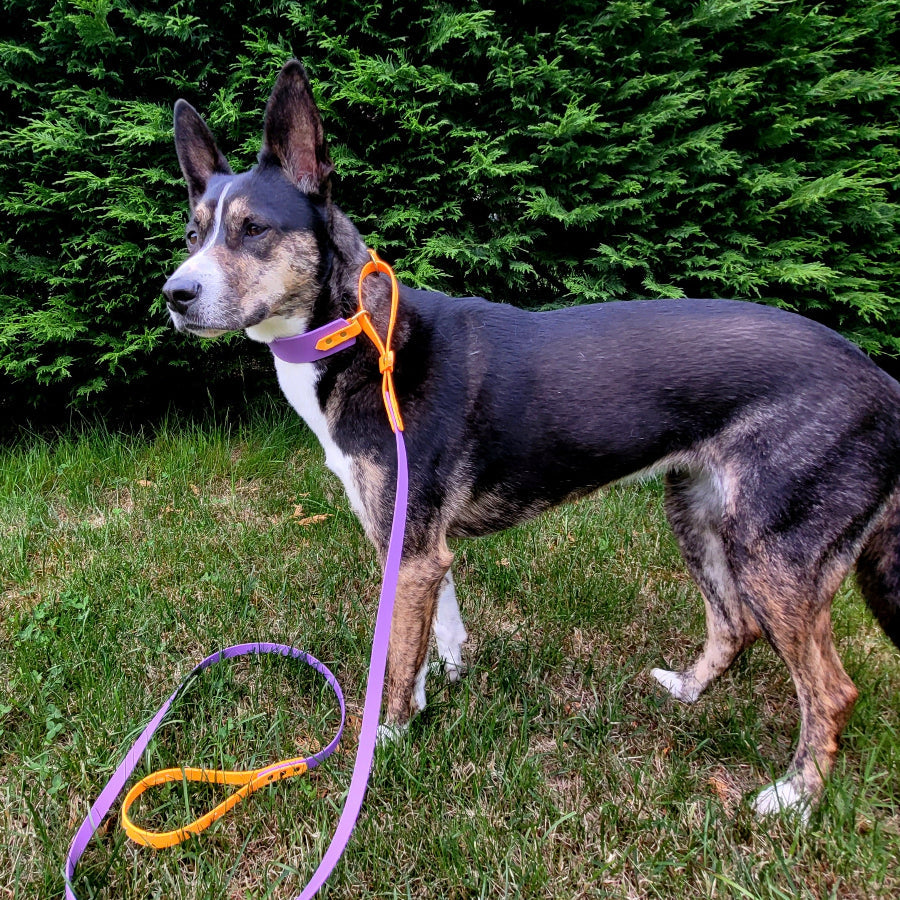 French Martingales: Collar & Leash in One