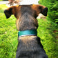 Wide 1.5" Layered Two-Tone BioThane® Collar