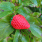 Strawberry Vessel (1 Pack)