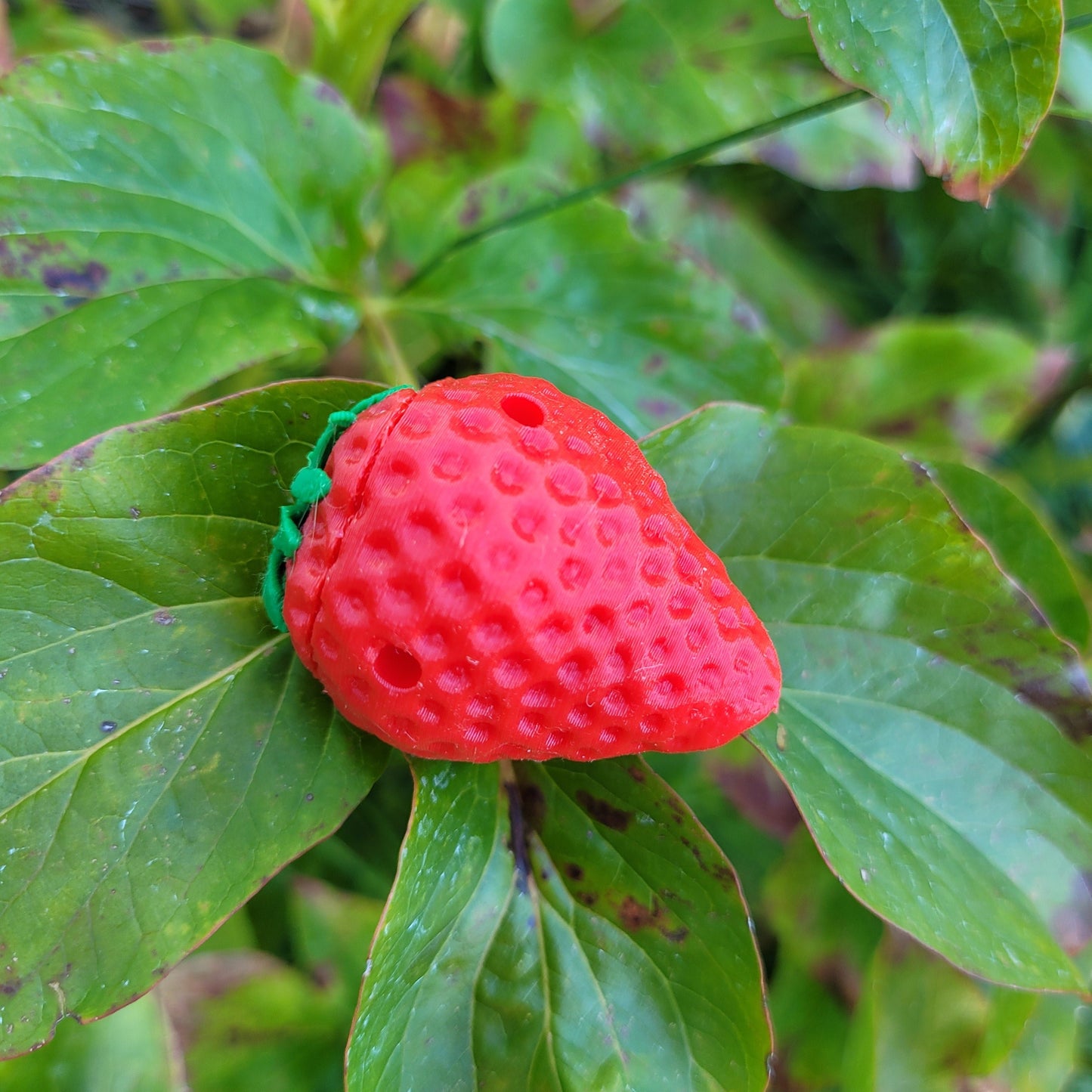 Strawberry Vessel (1 Pack)