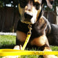 5/8" Single-Tone BioThane®  Leash