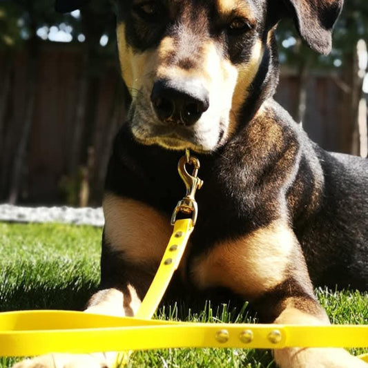5/8" Single-Tone BioThane®  Leash