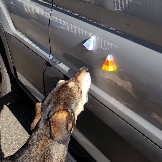 Chewy working those Candy Corn Vessels! Nosework fun!