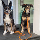 Burnt Orange biothane gear. Made in Canada, durable and waterproof collars and leashes