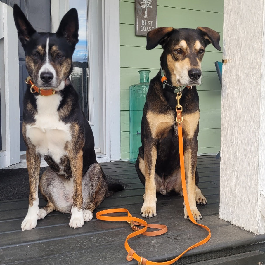 Burnt Orange biothane gear. Made in Canada, durable and waterproof collars and leashes
