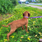 Ginny is approx 10 week old Vizsla weighing about 13 lbs, wearing a size small  Dual-buckle 5/8" BioThane® collar