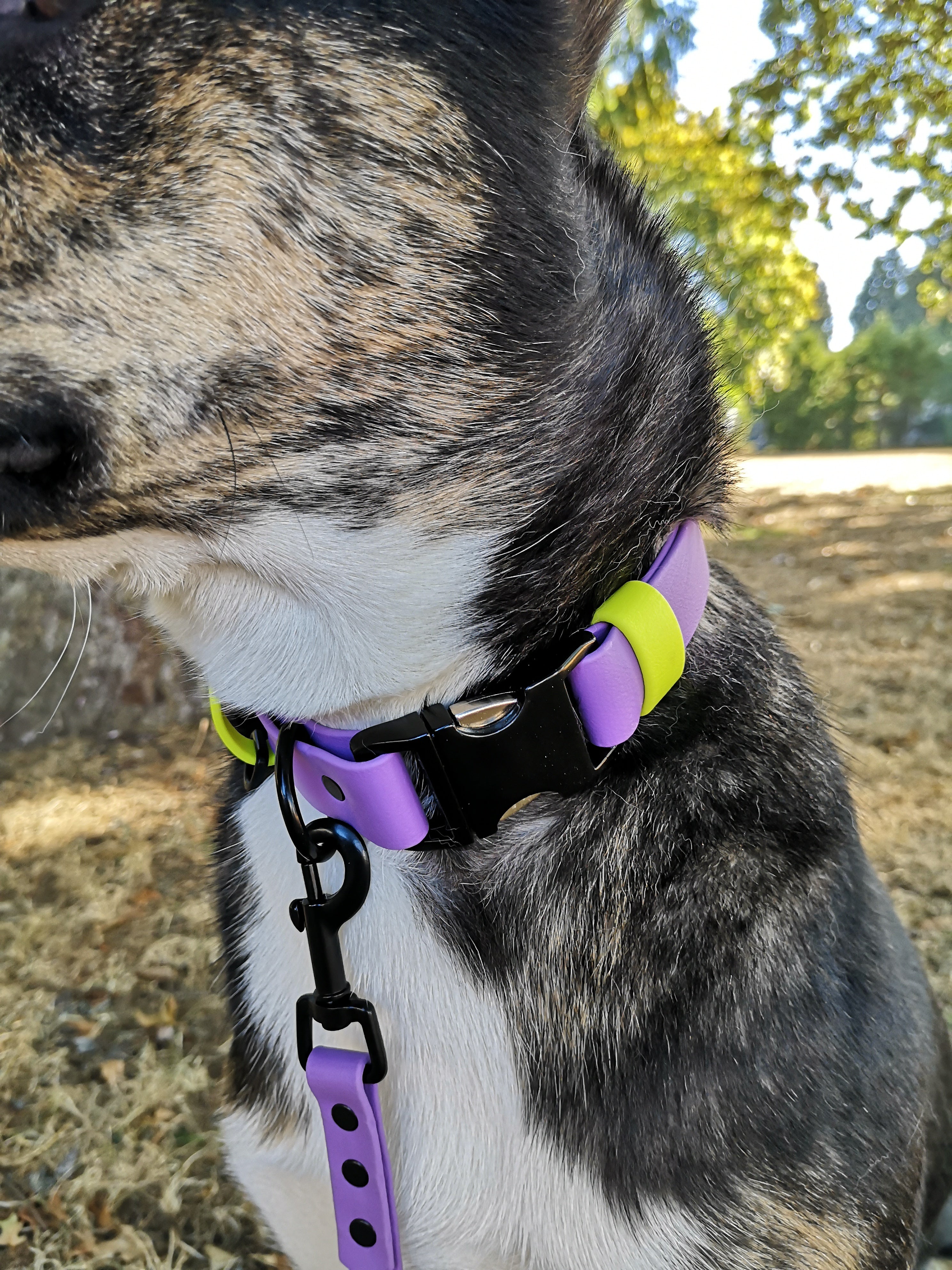 1 Black Silver Aluminum Quick Release BioThane Collar