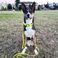 Neon yellow with rainbow hardware | Biothane collar