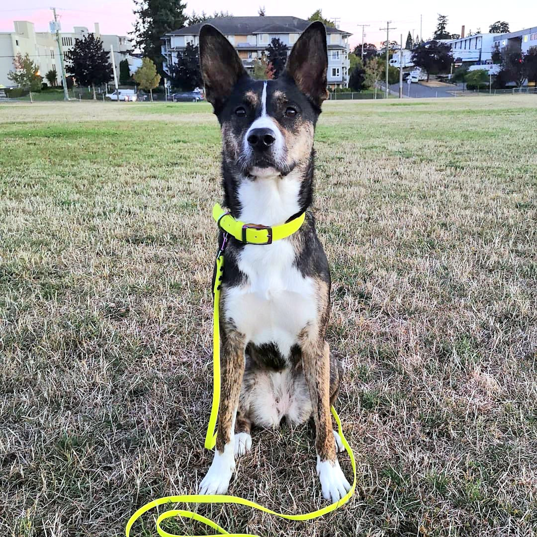Neon yellow with rainbow hardware | Biothane collar