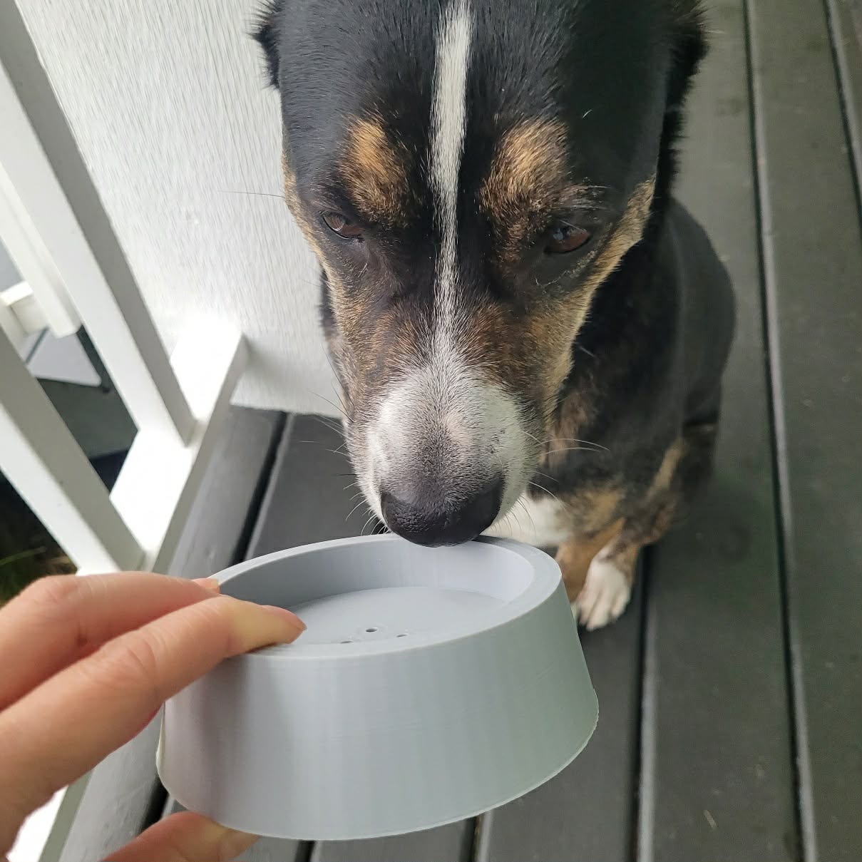 60lb dog sniffing a light grey Pairing Platter