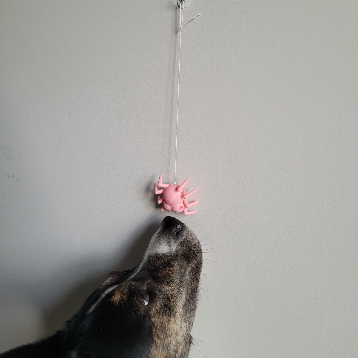 Elevated hides with the cute Pink Spider Vessel for nosework dogs
