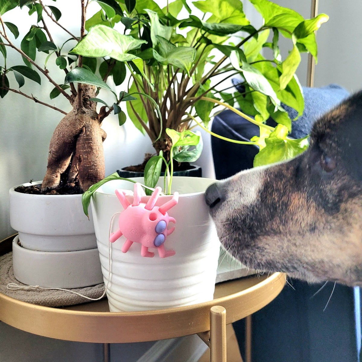Elevated hides with the cute Pink Spider Vessel for nosework dogs