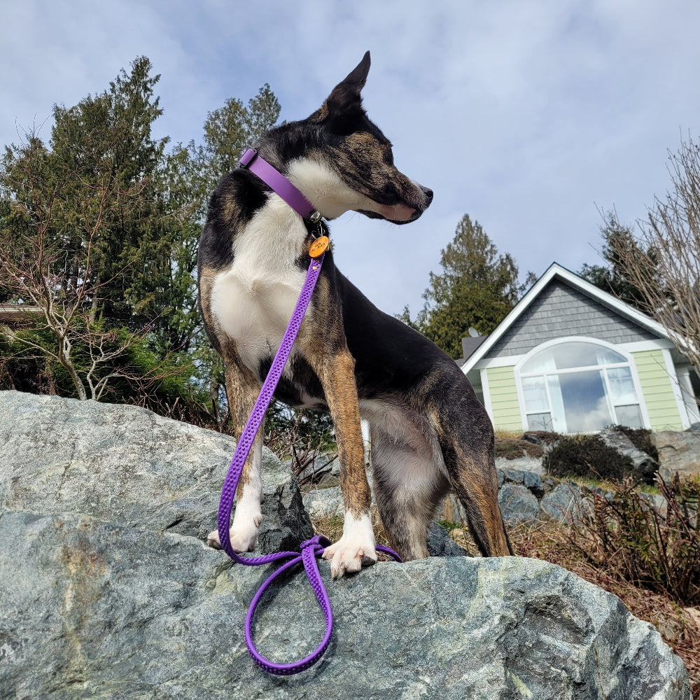 Amethyst 7ft on 60lb dog