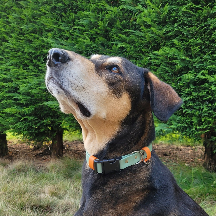 Sage green with burnt orange accent biothane dog collar. Waterproof and durable, made in Canada.