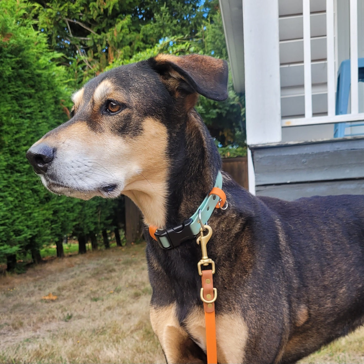 Sage green with burnt orange accent biothane dog collar