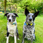 Neon yellow and sky blue collars 