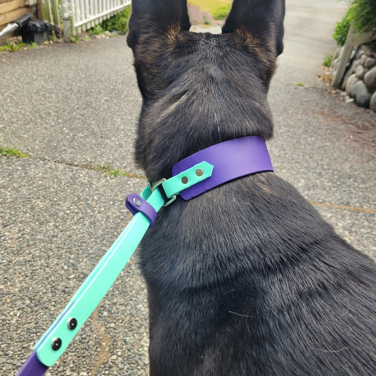 Purple and sea foam french Martingale. Waterproof and durable.  Made in Canada, BC on Vancouver Island 