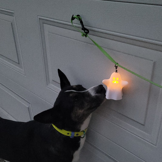 rey sniffing the 'hot' Ghost!  She is approx 60lbs.