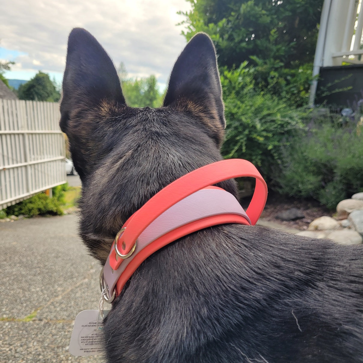 On a 60lb dog, Coral Pink and Lavender Waterproof BioThane sport handle collar, great for dock diving and control