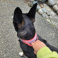 Holding the handle. Coral Pink and Lavender Waterproof BioThane sport handle collar, great for dock diving and control