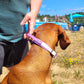 Amethyst and white, size small, shown on a vizsla size 14 neck, 45lbs