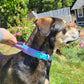 Amethyst (Wide colour) & Sky blue (front colour) in size medium.   Dog has a 18" neck, and weighs 80lbs
