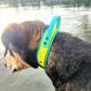 Sky blue (Wide colour) & neon yellow (front colour) in size medium.   Dog has a 18" necks, and weighs 80lbs