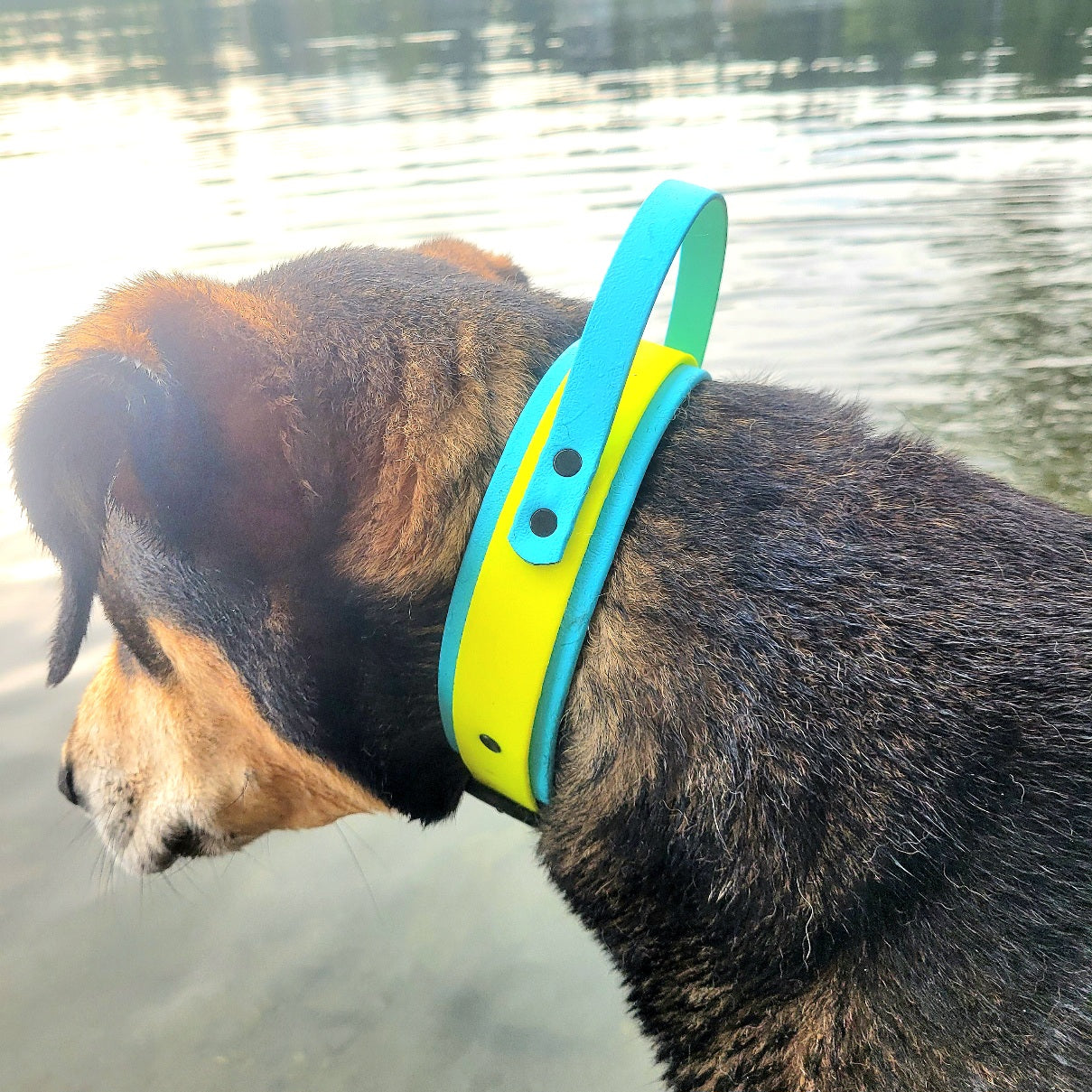 Sky blue (Wide colour) & neon yellow (front colour) in size medium.   Dog has a 18" necks, and weighs 80lbs