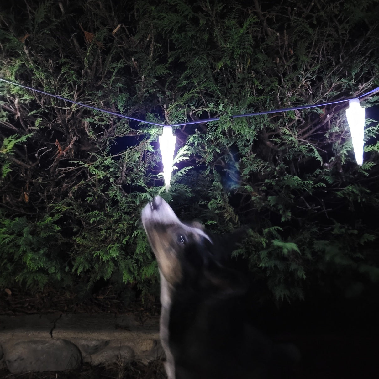 Icicle Aerial Sniff Line is shown here lit up