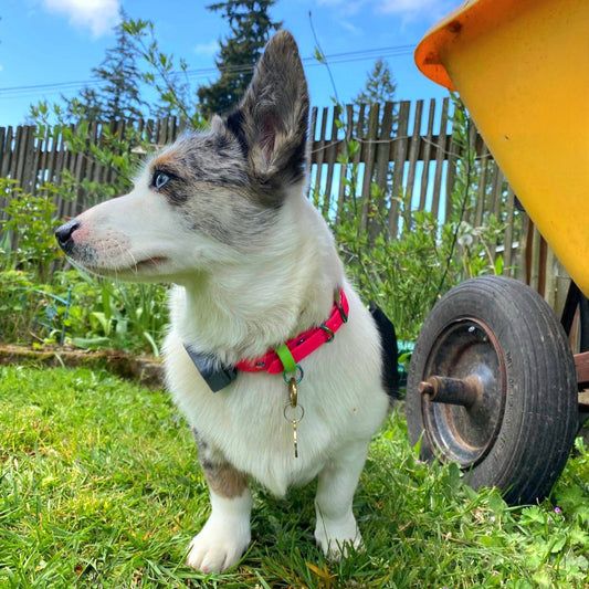 Piper with neck size 14". Cardigan Welsh Corgi, 27 pounds