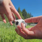 Video: A look inside the Sniffer Soccer Vessel for Nosework