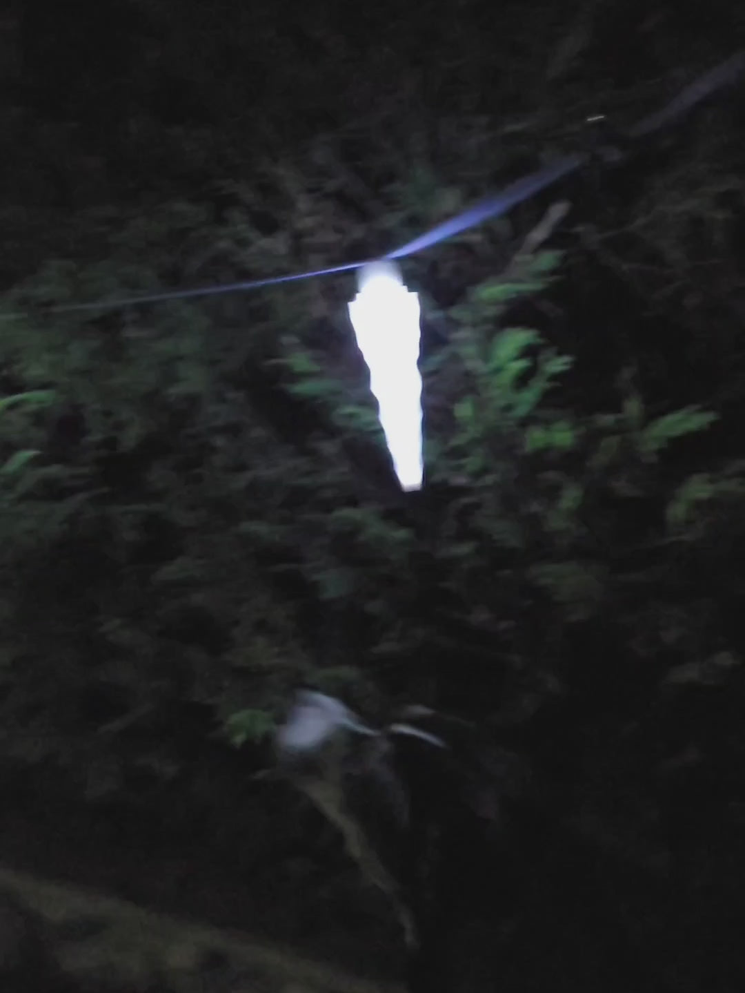 This is the Icicle Aerial Sniff line, which comes with 3 vessels and 3 lights.  It is shown here lit up at night on a cedar bush. 