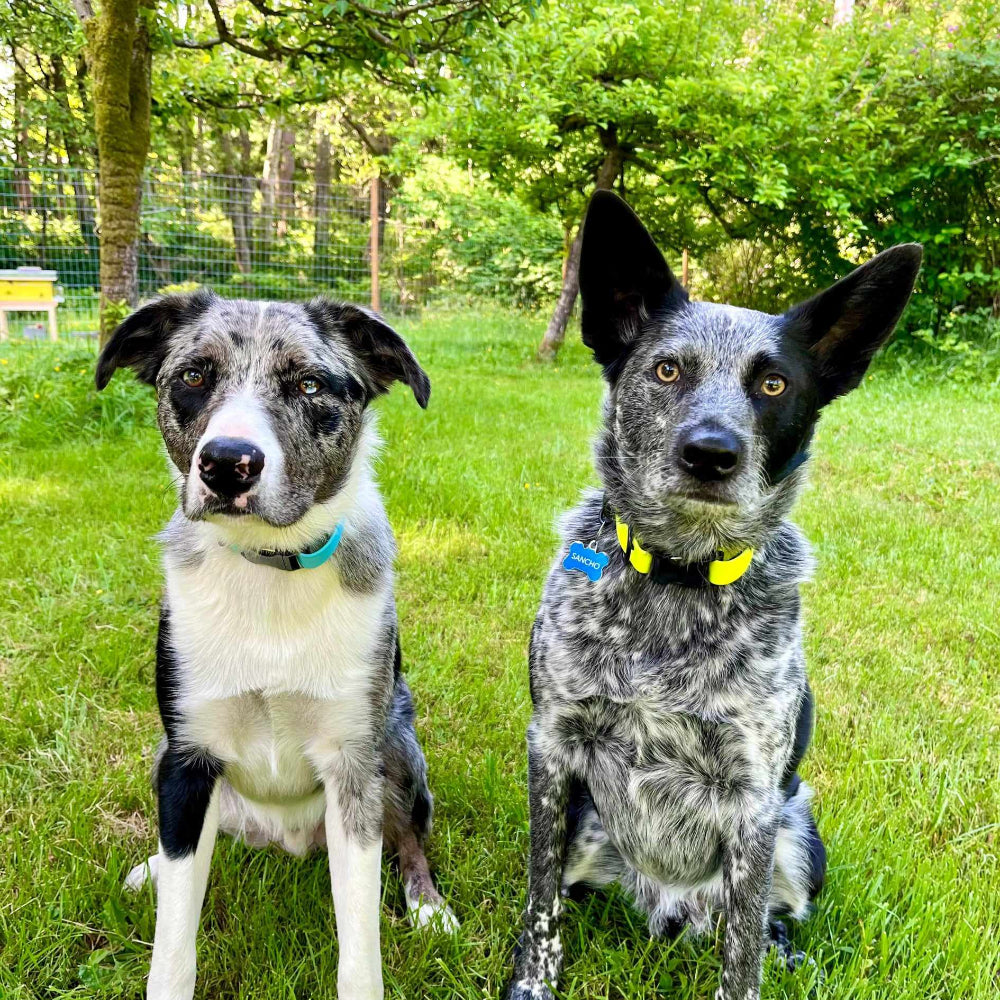 Sky blue and neon yellow collars