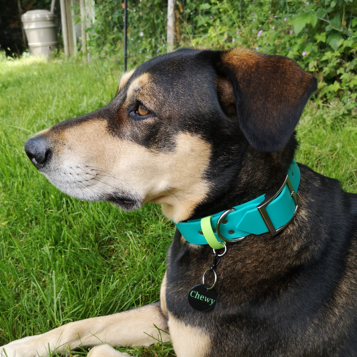 Chewy is a 75lb Doberman X on teal with lime green strap 